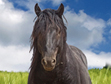 ACTHA Charities