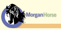 American Morgan Horse Association